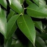 Celtis paniculata Leaf