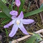 Scilla luciliae Flower