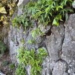 Hedera nepalensis Natur