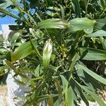 Acacia pycnantha Blatt