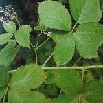 Rubus mollis Leaf