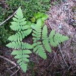 Gymnocarpium dryopteris Levél