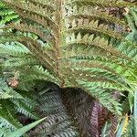 Polystichum setiferum果實