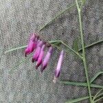 Vicia sicula Fula