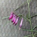 Vicia sicula Kvet