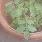 Solanum pimpinellifolium Blad