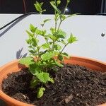 Mentha × villosa Hoja