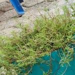 Salvia rosmarinoides Φύλλο