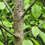 Viburnum lentago പുറംതൊലി