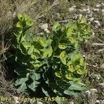 Euphorbia isatidifolia Habitus