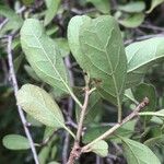 Ehretia amoena Hoja
