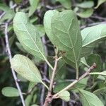 Ehretia amoena Leaf