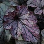 Heuchera sanguineaഇല