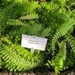 Adiantum edgeworthii Leaf