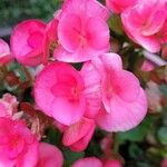 Begonia cucullata cv. 'Doublet Rose Pink' Blüte