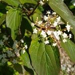 Viburnum setigerum Blatt