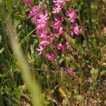 Silene scabriflora Habit