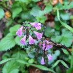 Clinopodium grandiflorumÕis