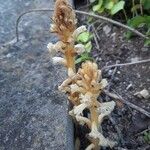 Orobanche caryophyllacea Habit