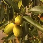 Citrus japonica Frucht