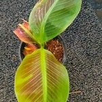 Canna × hybrida Leaf