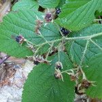 Rubus nigricans 其他