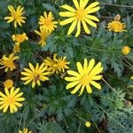 Euryops chrysanthemoides花