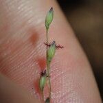 Panicum simile Flower