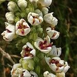 Verbascum chaixii Flor