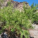 Mimosa aculeaticarpa Hoja