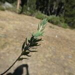 Genista anglica Leaf