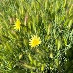 Tragopogon buphthalmoides Flower