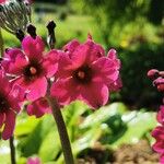 Primula bulleyana Blomma