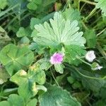 Geranium molle Çiçek