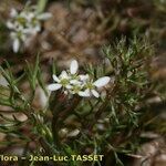 Scandix australis फूल