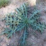 Cirsium vulgareBlad