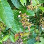 Hirtella americana Flower
