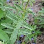 Salvia azurea Лист