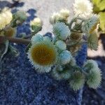 Helichrysum foetidum Flower