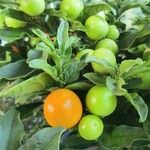 Solanum pseudocapsicum 果實