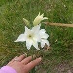 Gladiolus tristis Virág