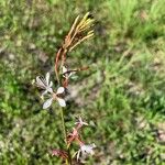 Oenothera simulans Flower