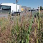 Typha orientalis Elinympäristö