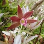 Calanthe tankervilleae Flower