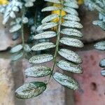 Sophora denudata Hoja