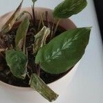 Goeppertia undulata 葉