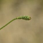 Papaver argemone Mbuma