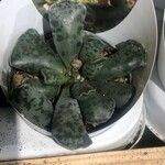 Adromischus cooperi Lapas