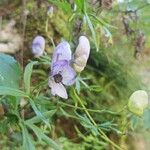 Aconitum variegatumKvet