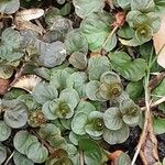 Lysimachia nummularia Leaf